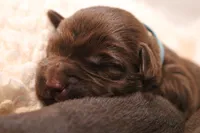 Female 4, a female Labrador Retriever for sale in Sunset, TX – Photo 6 of 6