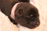 Female 4, a female Labrador Retriever for sale in Sunset, TX – Photo 4 of 6