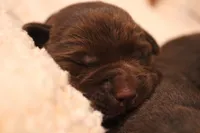 Female 4, a female Labrador Retriever for sale in Sunset, TX – Photo 3 of 6