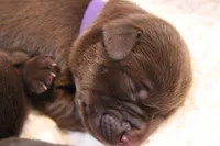 Female 4, a female Labrador Retriever for sale in Sunset, TX – Photo 5 of 6