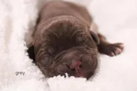 Female 1, a female Labrador Retriever for sale in Sunset, TX – Photo 1 of 3