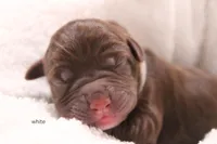 Female 1, a female Labrador Retriever for sale in Sunset, TX – Photo 2 of 3