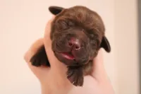 Male 1, a male Labrador Retriever for sale in Sunset, TX – Photo 2 of 3