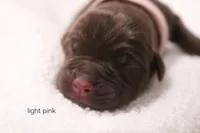 Female 3 , a female Labrador Retriever for sale in Sunset, TX – Photo 2 of 3