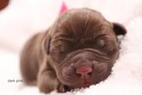 Female 3 , a female Labrador Retriever for sale in Sunset, TX – Photo 1 of 3