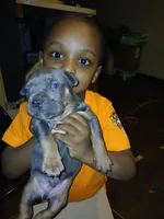 Bruno, a female American Bully for sale in Lansing, IL – Photo 1 of 2