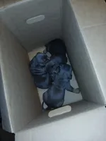 Bruno, a female American Bully for sale in Lansing, IL – Photo 2 of 2