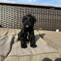 Max , a male Shorkie for sale in Creedmoor, NC – Photo 3 of 7