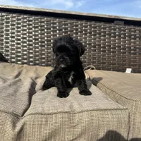 Max , a male Shorkie for sale in Creedmoor, NC – Photo 5 of 7