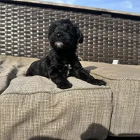 Max , a male Shorkie for sale in Creedmoor, NC – Photo 7 of 7