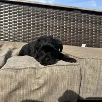 Max , a male Shorkie for sale in Creedmoor, NC – Photo 6 of 7