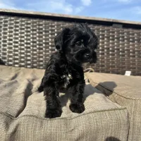 Max , a male Shorkie for sale in Creedmoor, NC – Photo 1 of 7