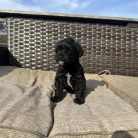 Max , a male Shorkie for sale in Creedmoor, NC – Photo 4 of 7