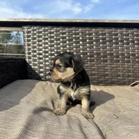 Rex, a male Shorkie for sale in Creedmoor, NC – Photo 4 of 5