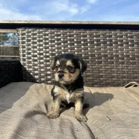 Rex, a male Shorkie for sale in Creedmoor, NC – Photo 3 of 5