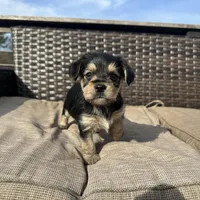 Rex, a male Shorkie for sale in Creedmoor, NC – Photo 5 of 5