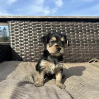 Rex, a male Shorkie for sale in Creedmoor, NC – Photo 2 of 5