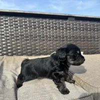 Braxton, a male Shorkie for sale in Creedmoor, NC – Photo 1 of 6