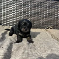 Braxton, a male Shorkie for sale in Creedmoor, NC – Photo 6 of 6