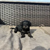 Braxton, a male Shorkie for sale in Creedmoor, NC – Photo 5 of 6