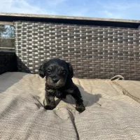 Braxton, a male Shorkie for sale in Creedmoor, NC – Photo 2 of 6