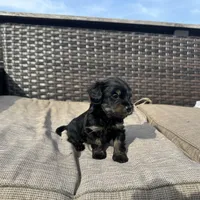 Braxton, a male Shorkie for sale in Creedmoor, NC – Photo 4 of 6