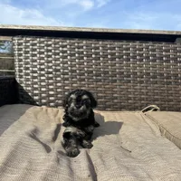 Uno, a male Shorkie for sale in Creedmoor, NC – Photo 2 of 5