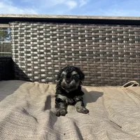 Uno, a male Shorkie for sale in Creedmoor, NC – Photo 3 of 5