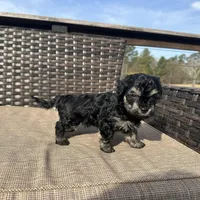Uno, a male Shorkie for sale in Creedmoor, NC – Photo 5 of 5