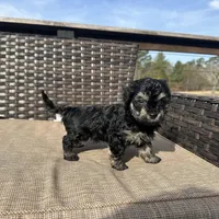 Uno, a male Shorkie for sale in Creedmoor, NC – Photo 1 of 5