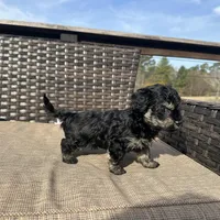 Uno, a male Shorkie for sale in Creedmoor, NC – Photo 4 of 5