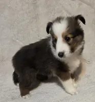 Azrael , a male Shetland Sheepdog for sale in Richlands, NC – 9 of 10