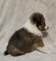 Faerha, a female Shetland Sheepdog for sale in Richlands, NC – 2 of 10