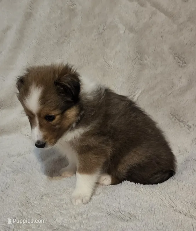 Brice – Shetland Sheepdog puppy for sale in Richlands, NC