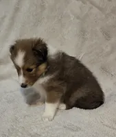 Brice, a female Shetland Sheepdog for sale in Richlands, NC – 1 of 9