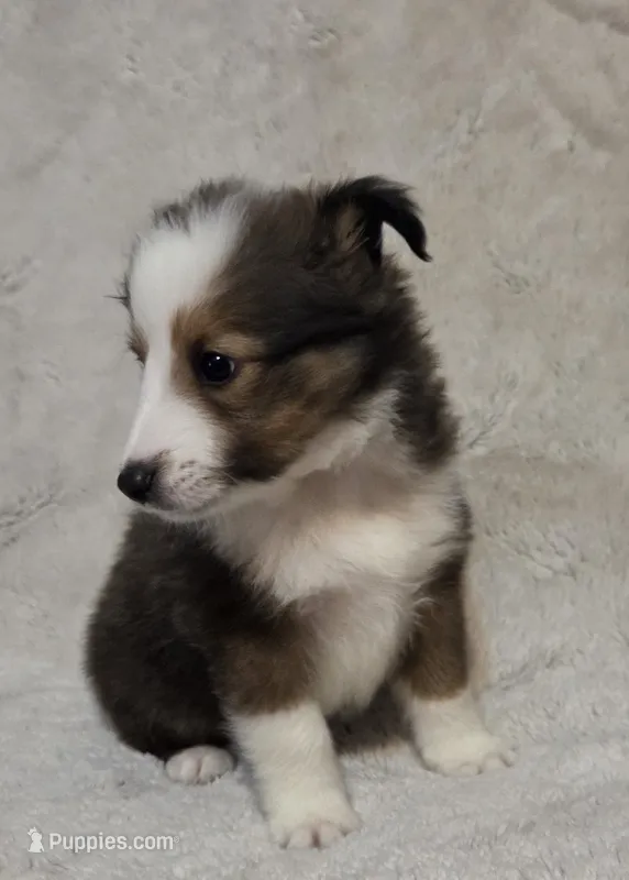 Azrael  – Shetland Sheepdog puppy for sale in Richlands, NC