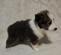Azrael , a male Shetland Sheepdog for sale in Richlands, NC – 3 of 10