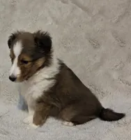 Faerha, a female Shetland Sheepdog for sale in Richlands, NC – 9 of 10