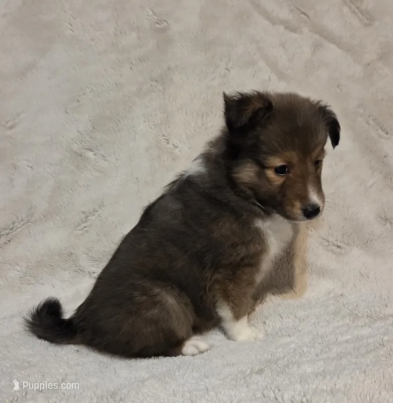 Resand  – Shetland Sheepdog puppy for sale in Richlands, NC