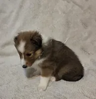 Brice, a female Shetland Sheepdog for sale in Richlands, NC – 5 of 9