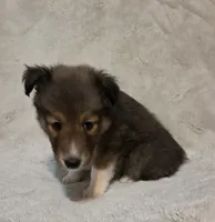 Resand , a male Shetland Sheepdog for sale in Richlands, NC – 4 of 10