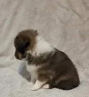 Brice, a female Shetland Sheepdog for sale in Richlands, NC – 4 of 9
