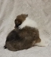 Faerha, a female Shetland Sheepdog for sale in Richlands, NC – 7 of 10