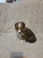 Brice, a female Shetland Sheepdog for sale in Richlands, NC – 3 of 9