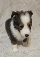 Azrael , a male Shetland Sheepdog for sale in Richlands, NC – 7 of 10