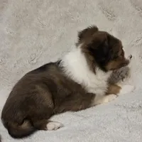 Faerha, a female Shetland Sheepdog for sale in Richlands, NC – 6 of 10
