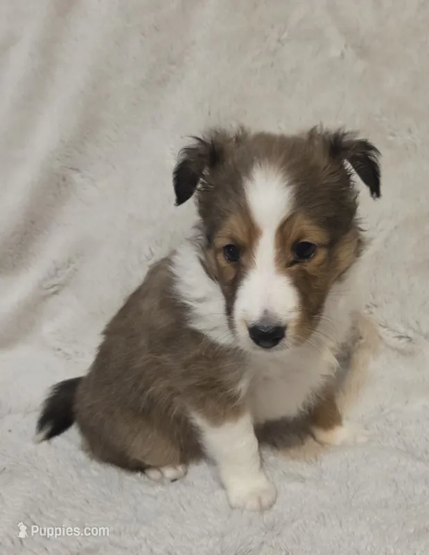 Faerha – Shetland Sheepdog puppy for sale in Richlands, NC