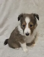 Faerha, a female Shetland Sheepdog for sale in Richlands, NC – 1 of 10