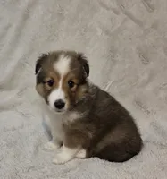 Brice, a female Shetland Sheepdog for sale in Richlands, NC – 6 of 9