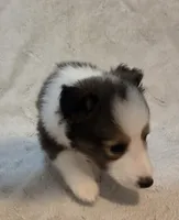 Azrael , a male Shetland Sheepdog for sale in Richlands, NC – 10 of 10